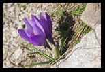 Pirin - Tevno - Demianitsa -06-07-2015 - Bogdan Balaban